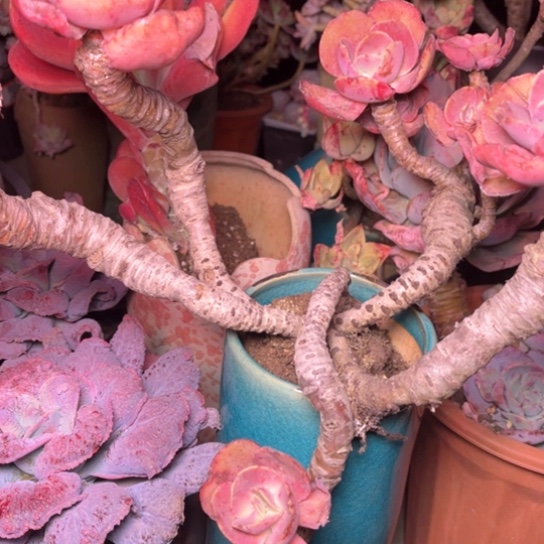 红*多肉植物的植物