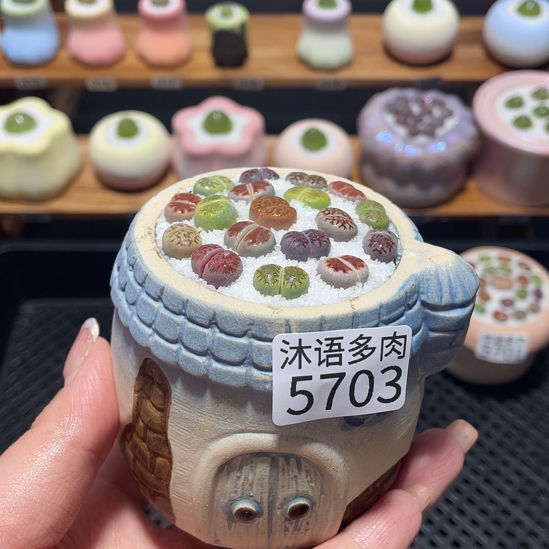 带盆土植物 一物一拍5703