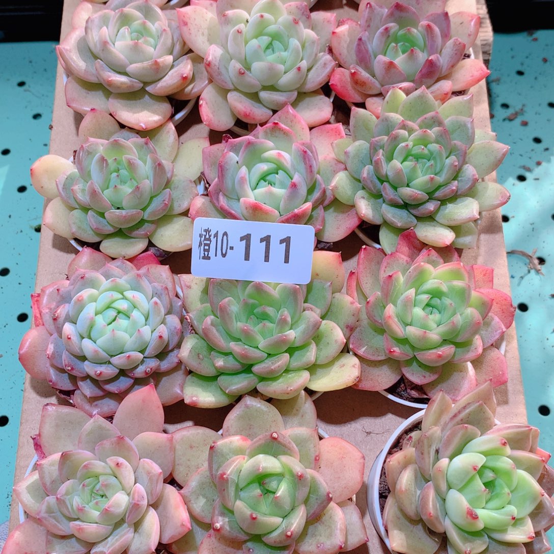 10-111一物一拍多肉带盆18颗