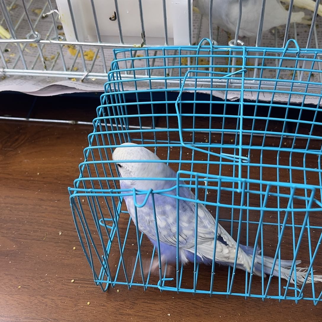 虎皮鹦鹉金彩鹦鹉