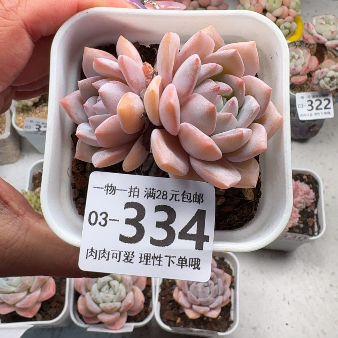 梦之雪无盆土发货无无