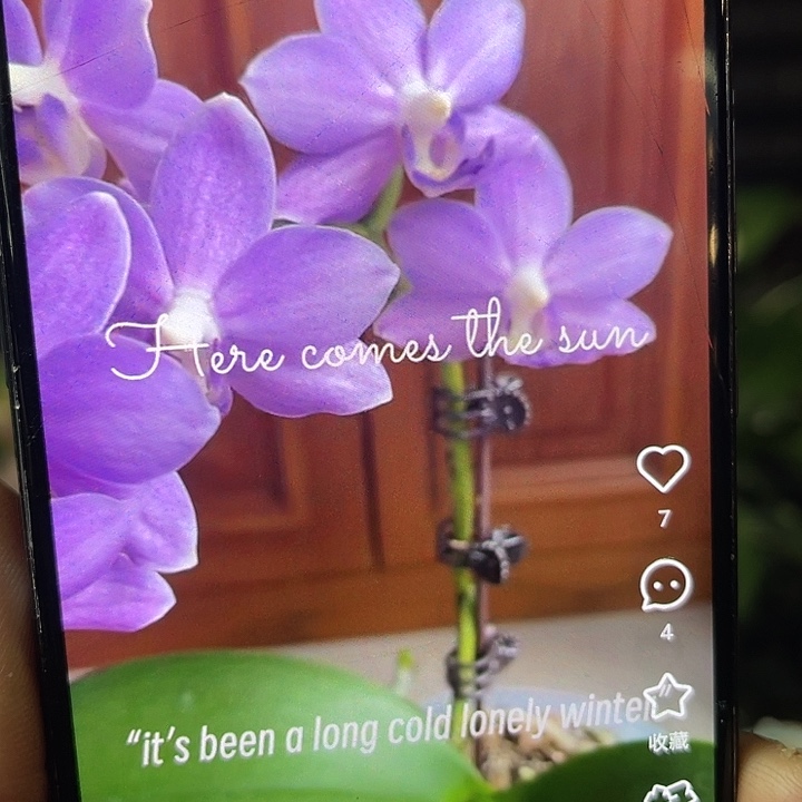 当前无花栽培后可以开花紫玉铃铛