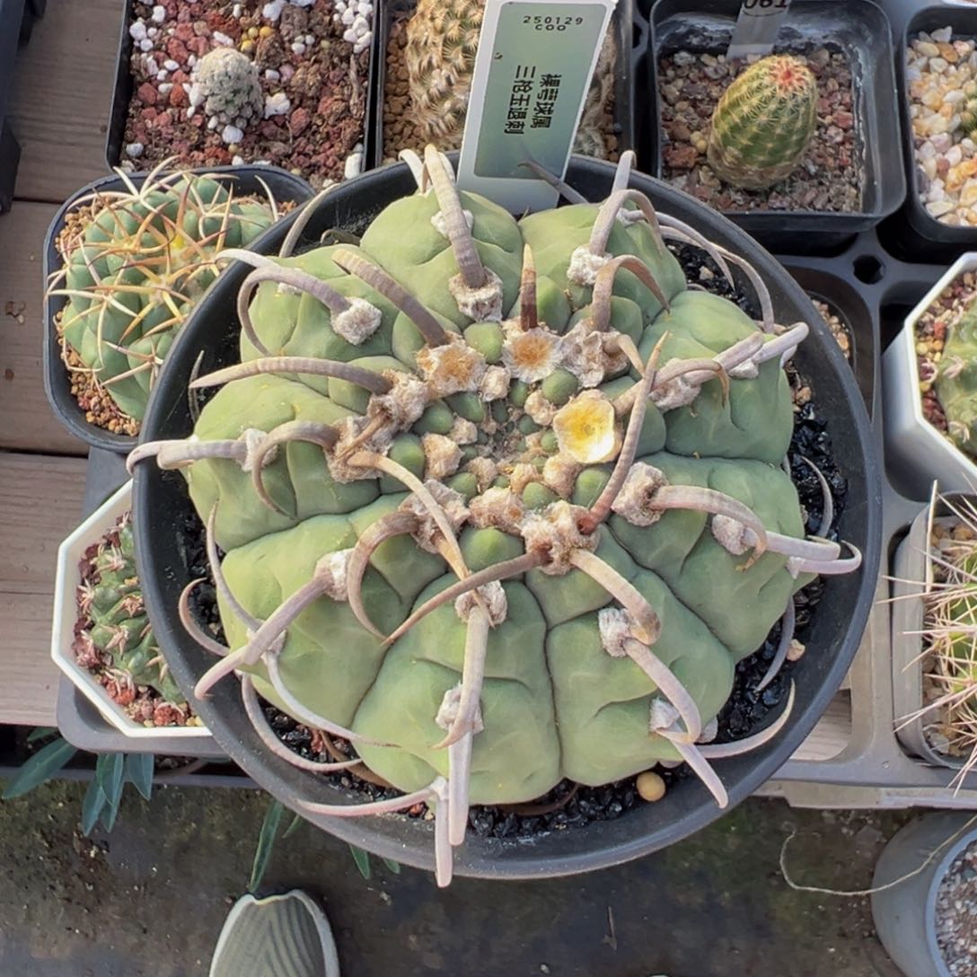 129实生根三枪玉变异多肉植物带盆土