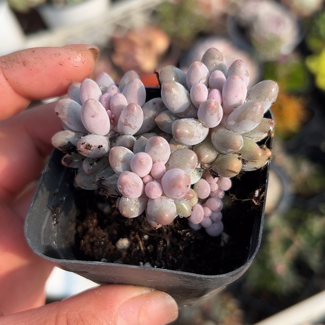 多肉植物婴儿手指