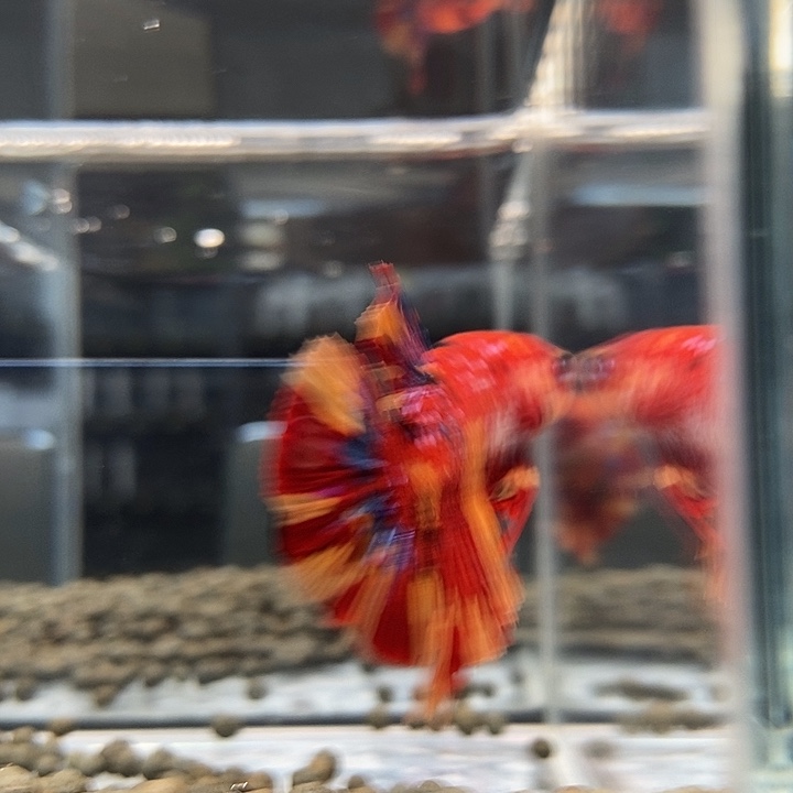 斗鱼黑67号巨否将军