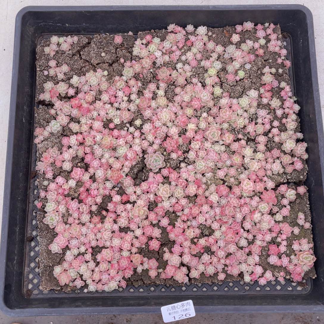 云糖心多肉植物126
