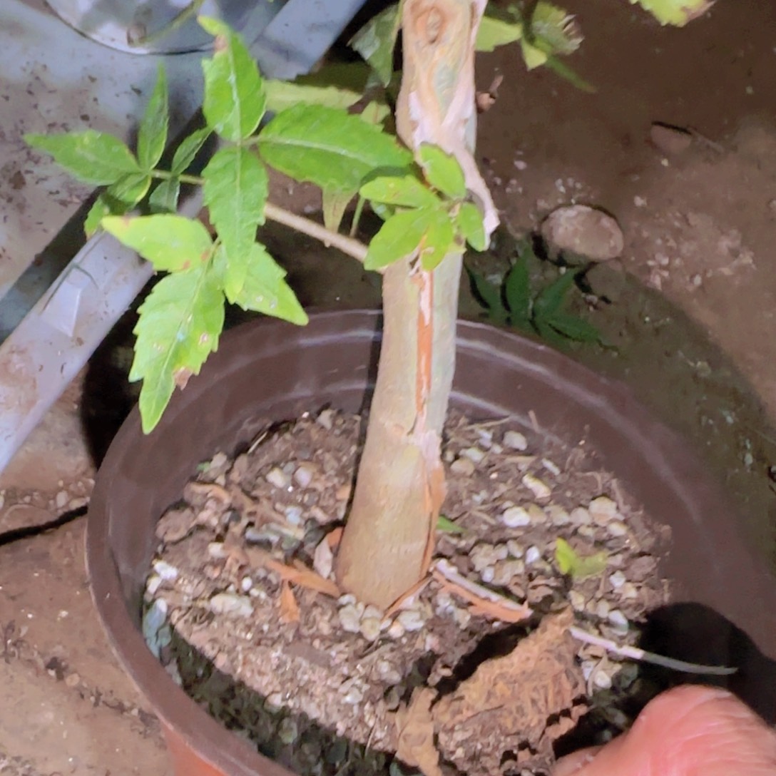 L***g块根植物块根植物