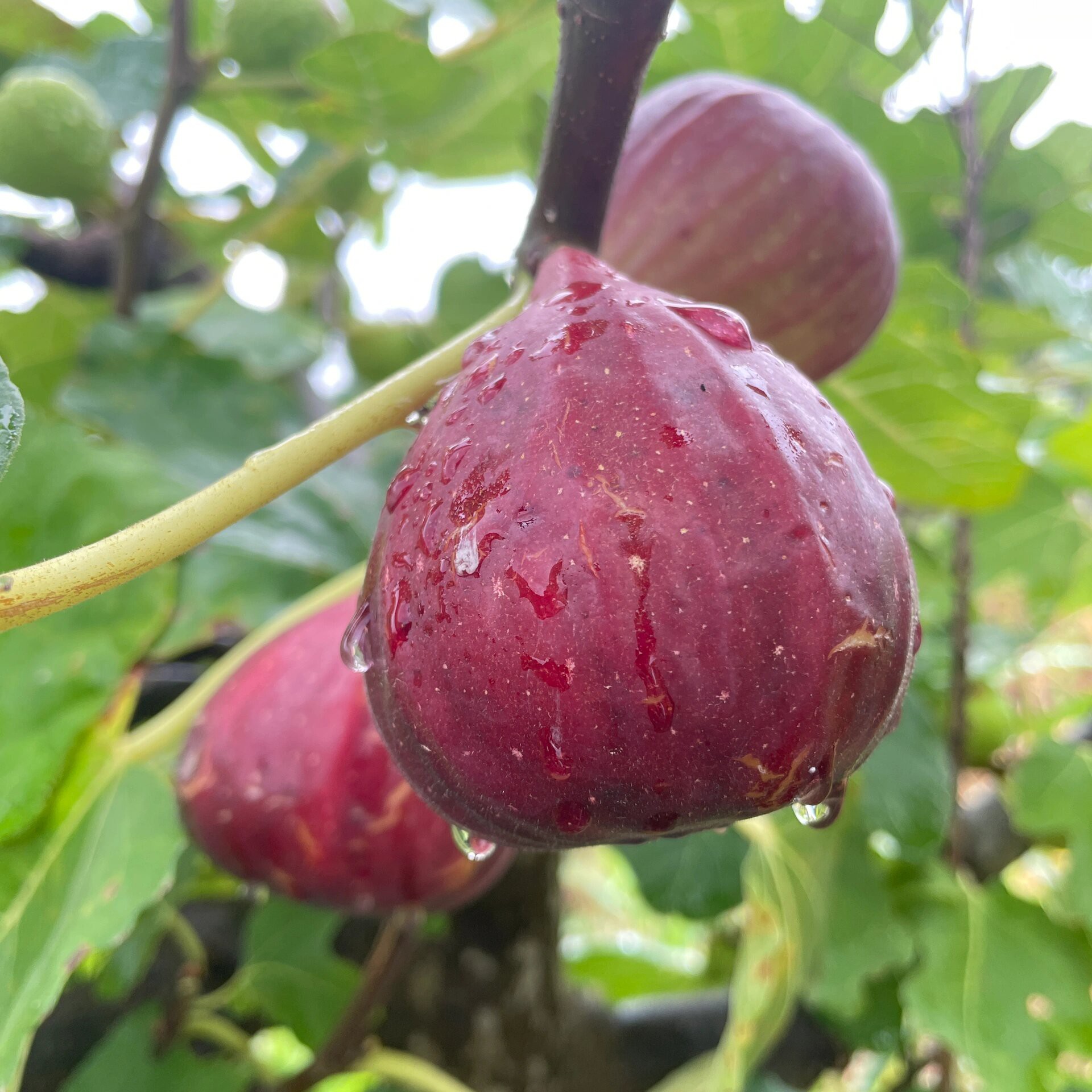 无花果树苗盆栽带果带土庭院阳台种植当年结果