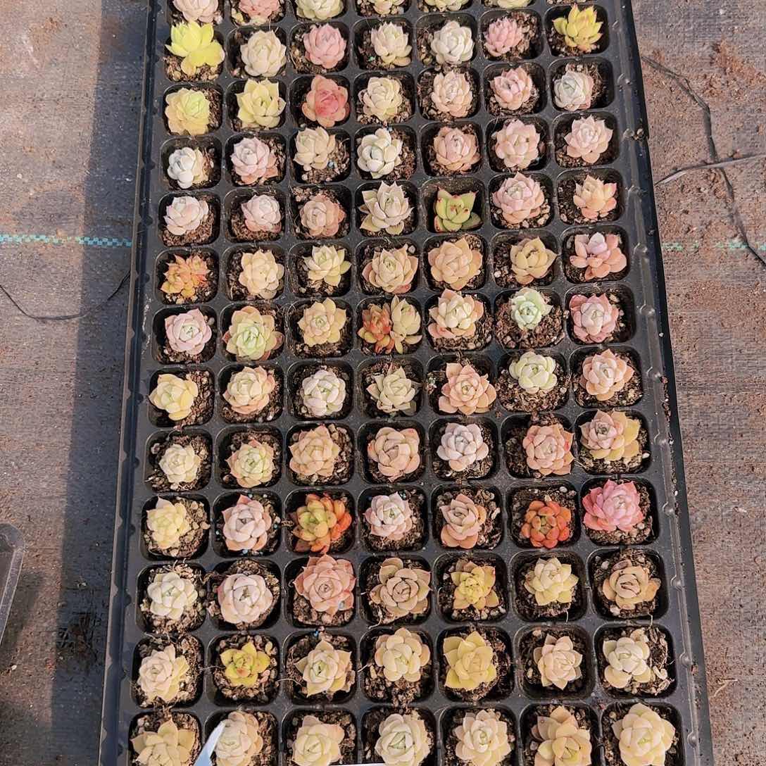 直播一物一拍多肉40