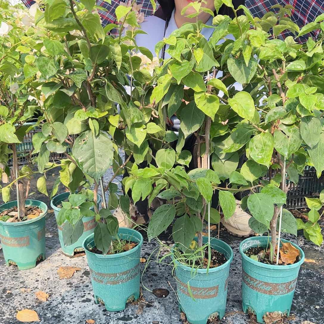 大部分开放少量花苞凤凰带竹一颗