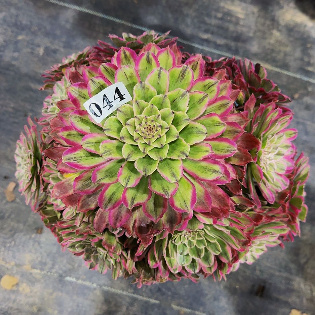 044糖果多肉植物