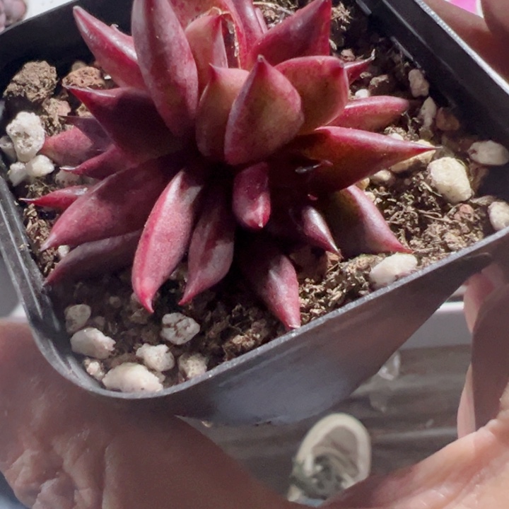 幸*鹅罗宾精品多肉植物大战