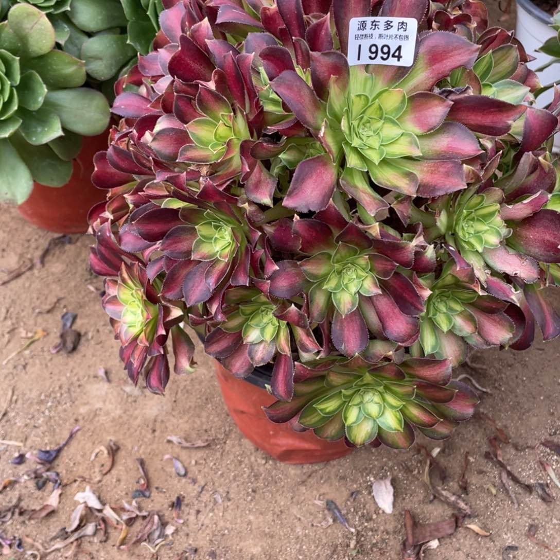 994韶华多肉法师断枝不包