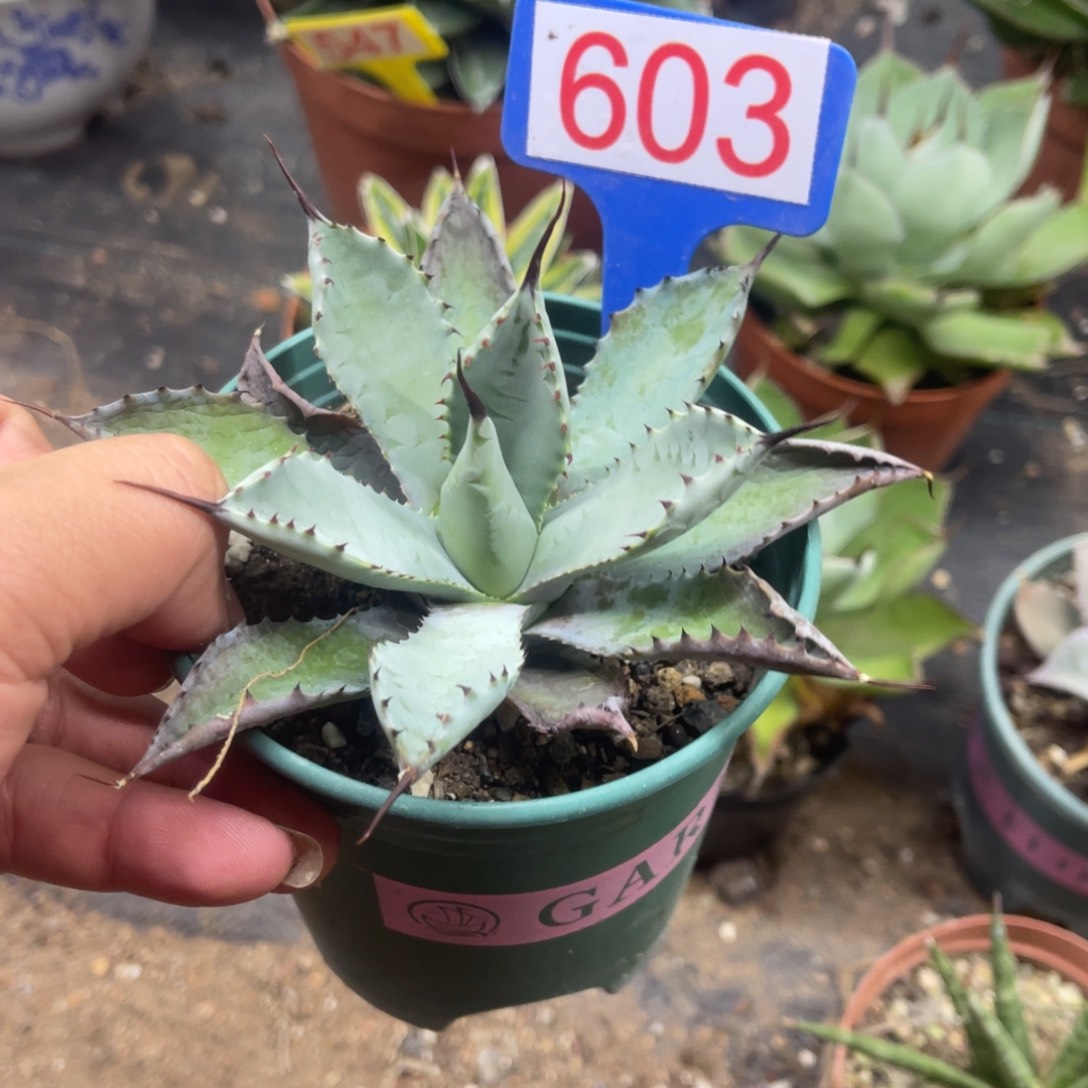 曲刺芭蕾龙舌兰系列