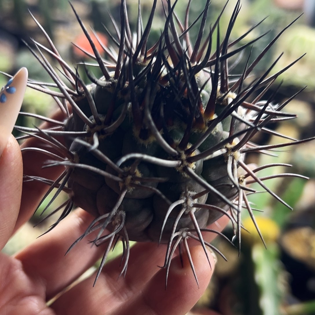 摩天龙仙人球222222