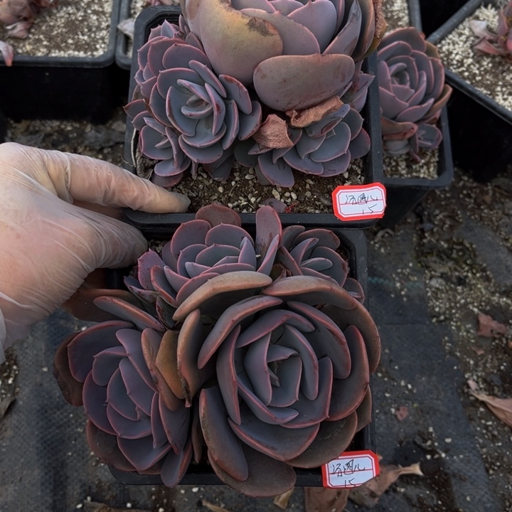 汤***尘埃玫瑰两颗用纸巾发货