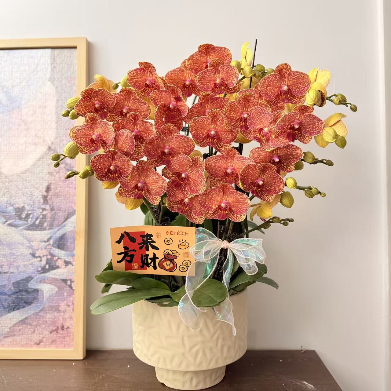 蝴蝶兰《香橙美人》橙红色系花花 红红火火 基地直发 带花带苞
