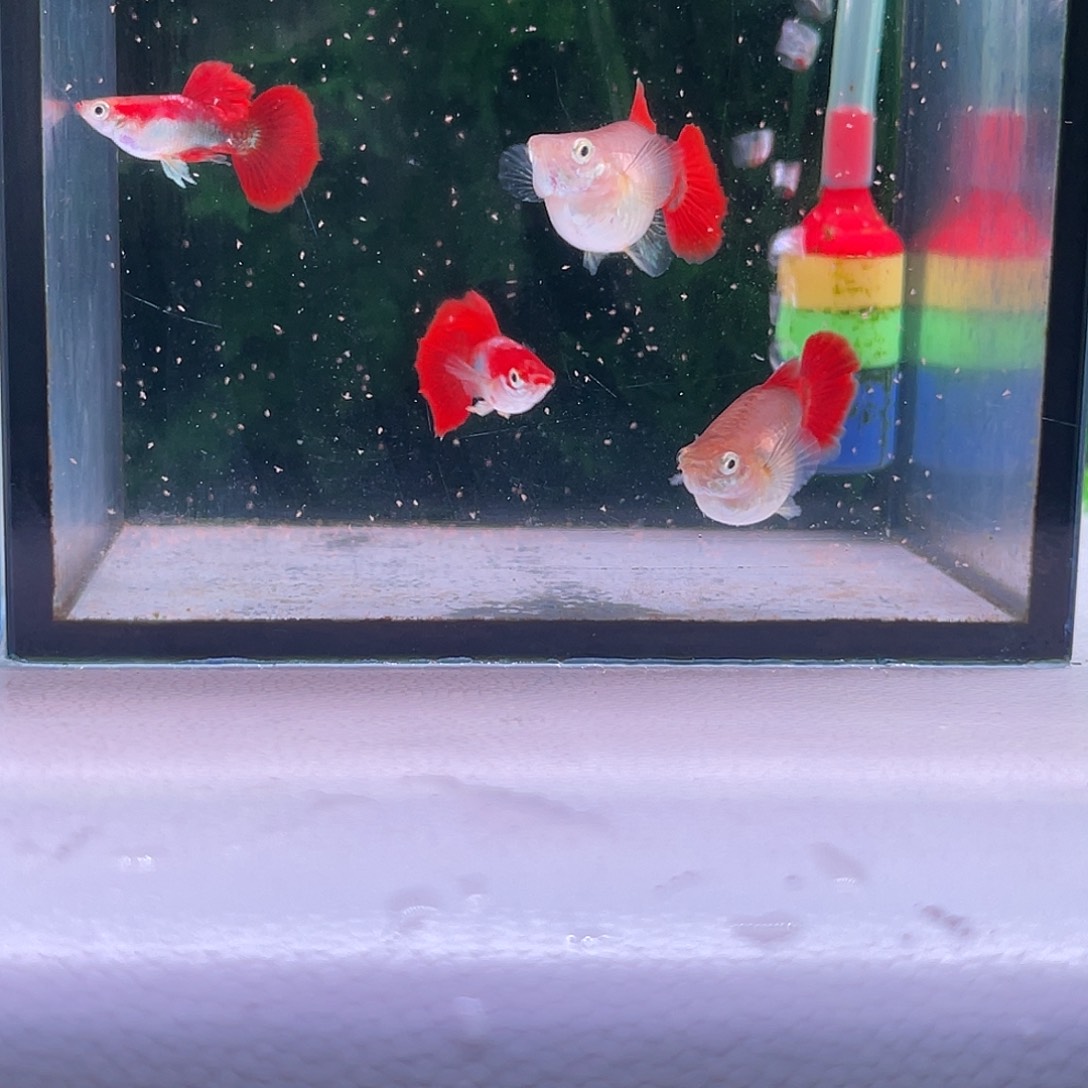 北***爱黑玛丽鱼834号红头折扇球1对