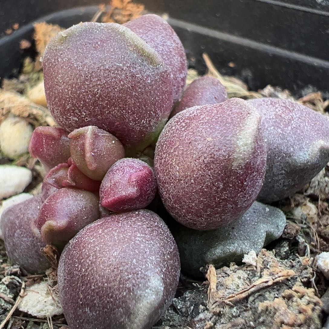 变异全紫达摩海豹紫葡萄