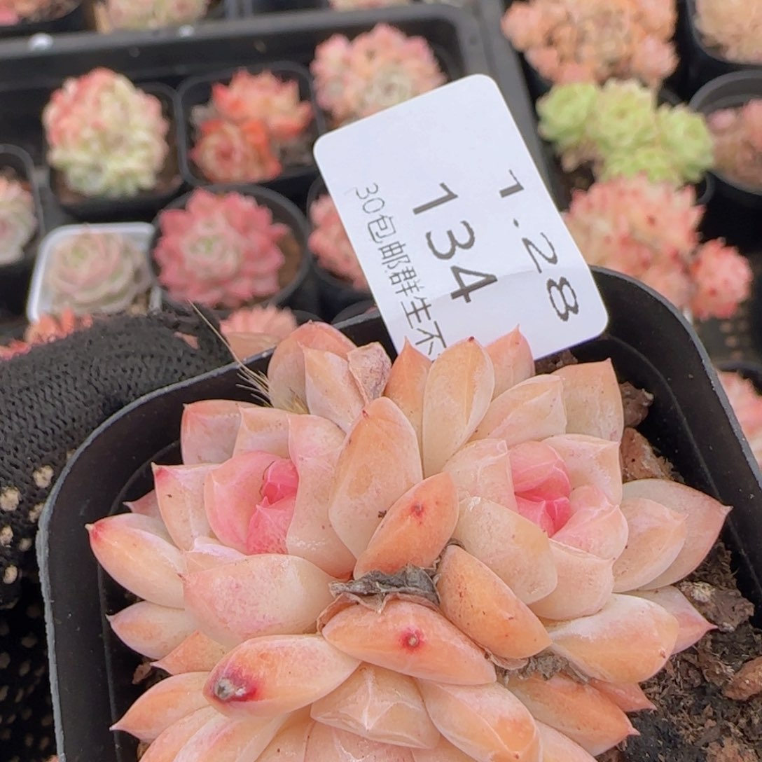 三头糖心一颗脱土发货