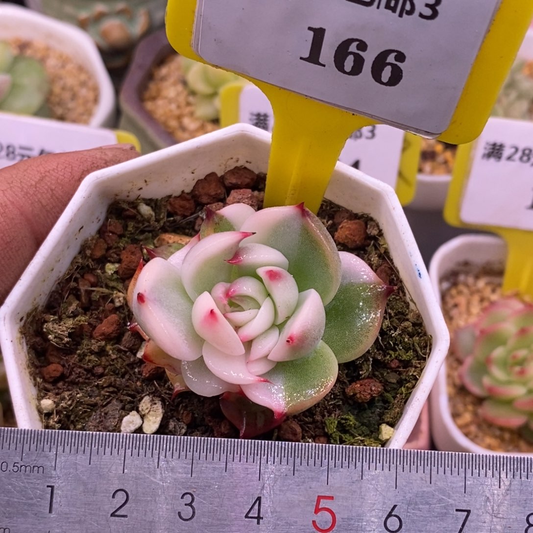 3166吉娃娃富轮锦，变异锦