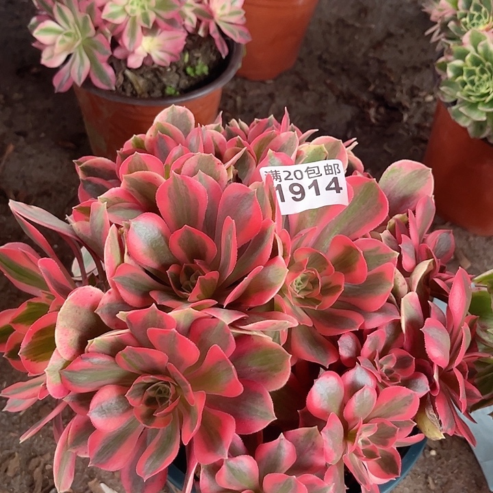 1914 一颗粉女巫法师多肉