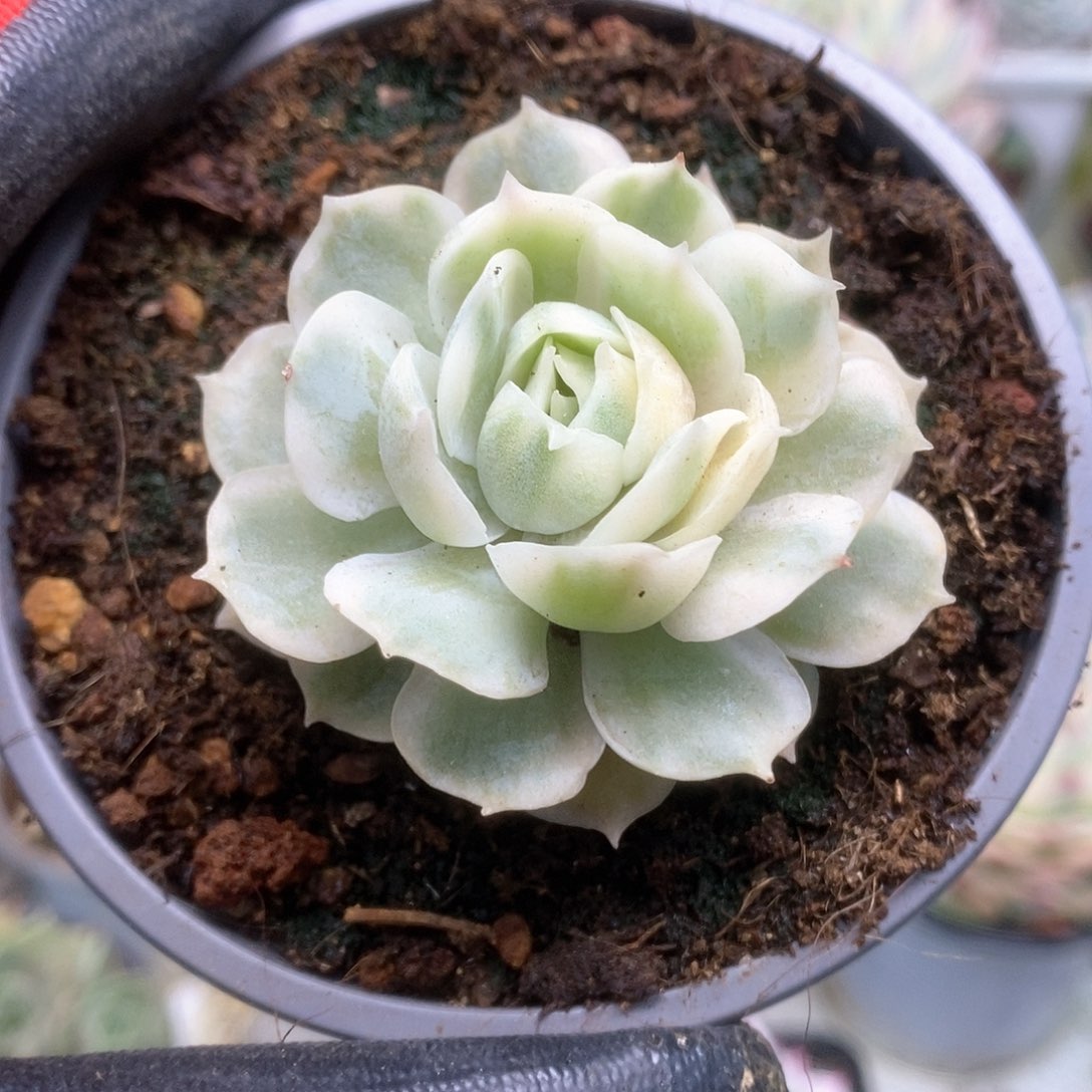 221昂丝诺锦锦锦锦锦