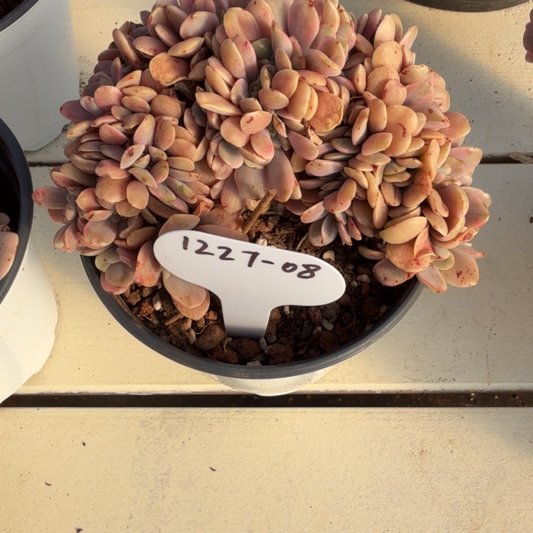 顽***兔1227-08酸橙柠檬锦缀一颗