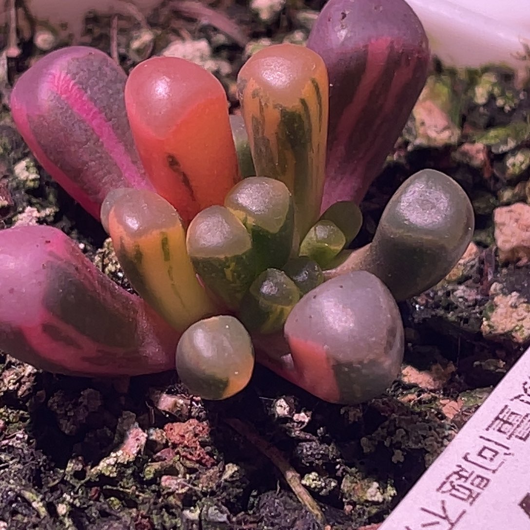 尚品园艺福利锦8075