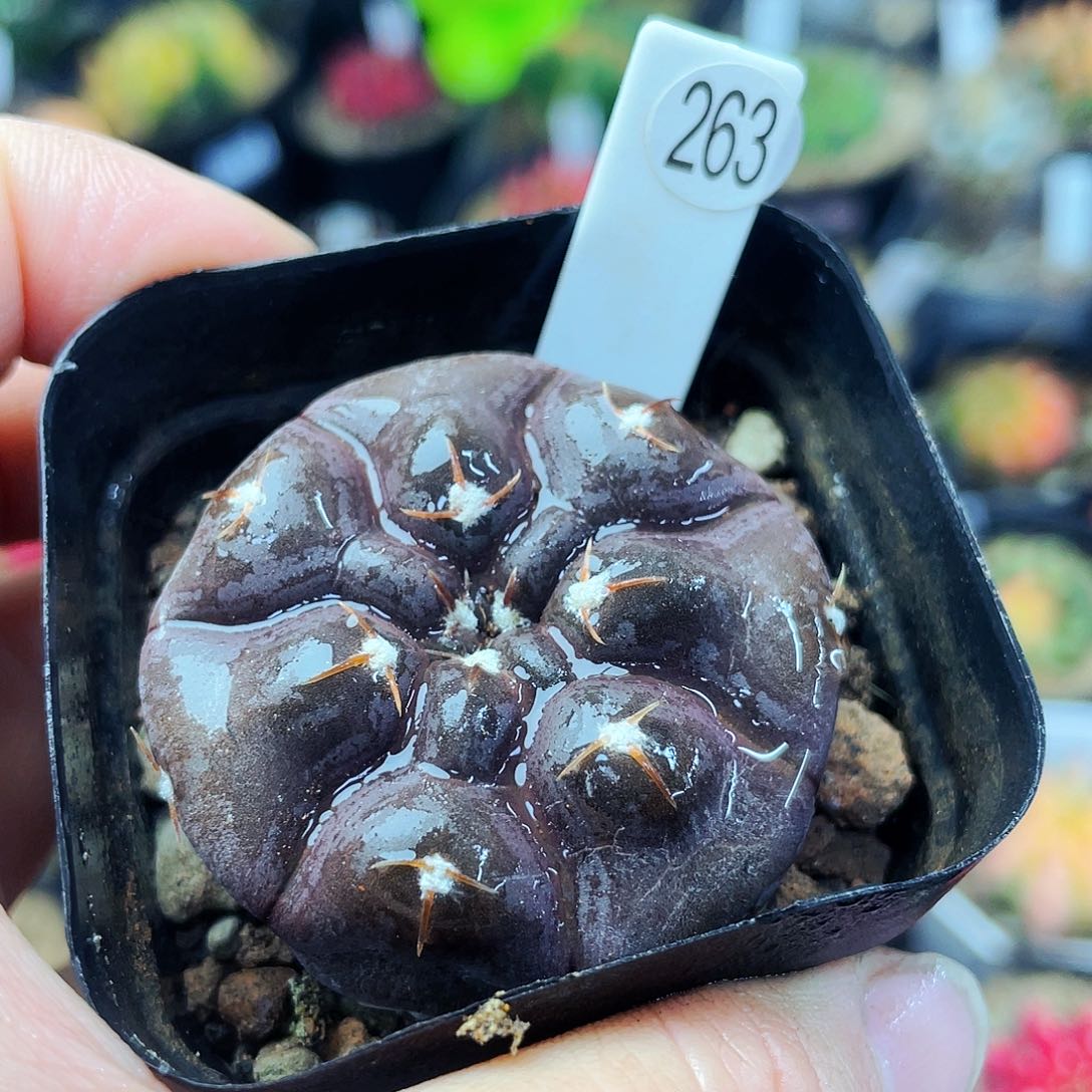 非偏远地区满25包邮仙人球