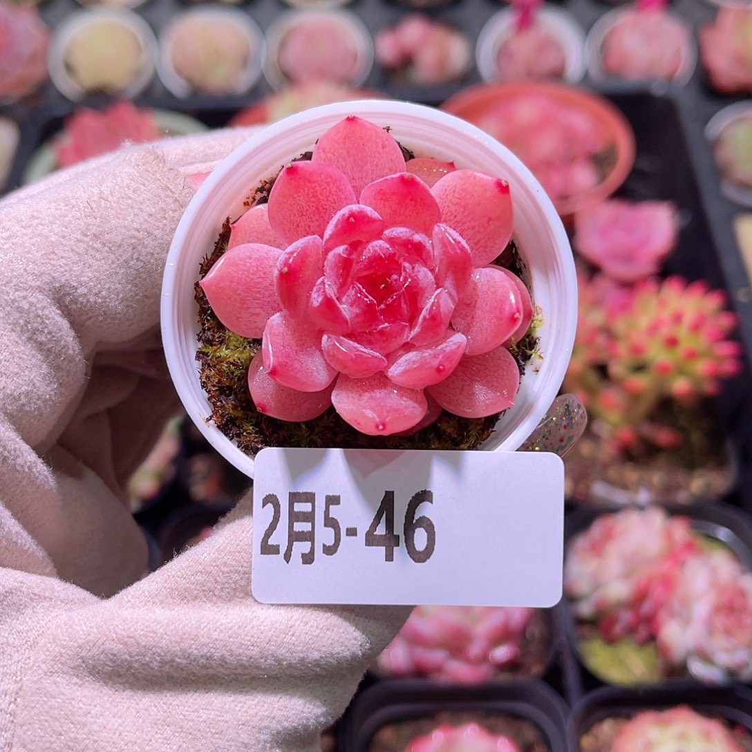 花利美5-46果汁单头