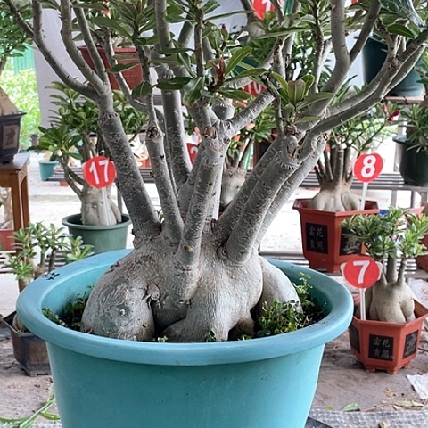 ****࿐完全开放沙漠玫瑰