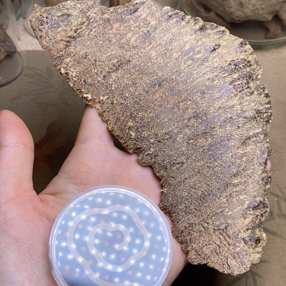 z***n海南9.6克。                  