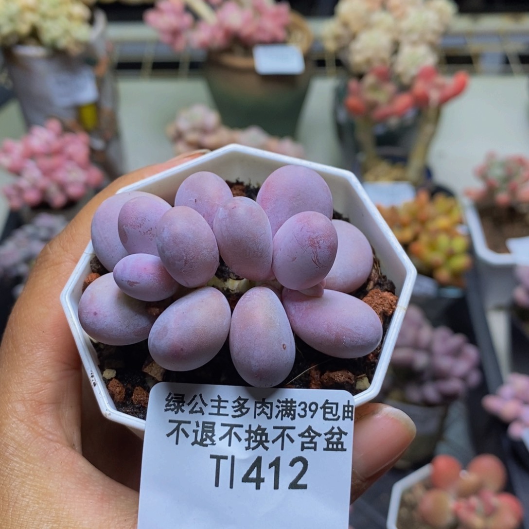 412水光针多肉3cm