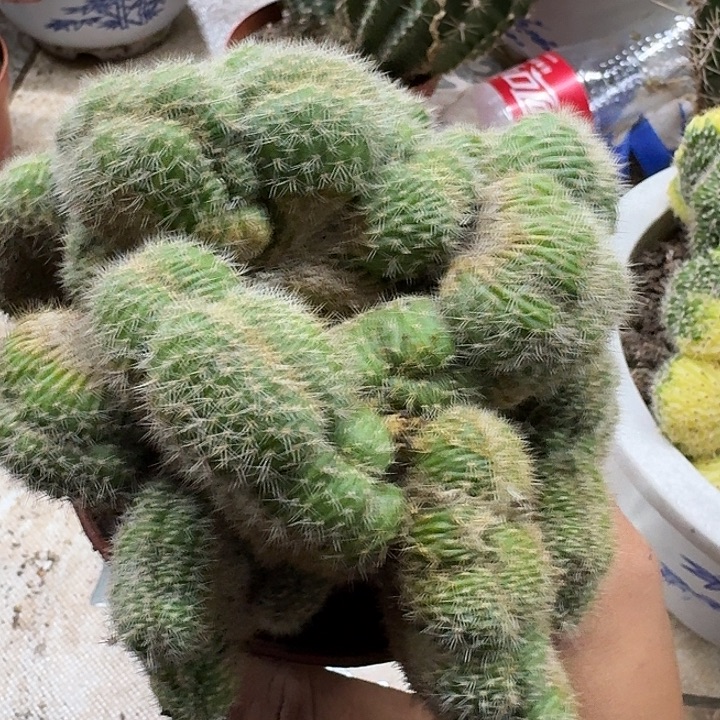 佩***玉无花朵 彩草哈哈哈哈哈哈哈