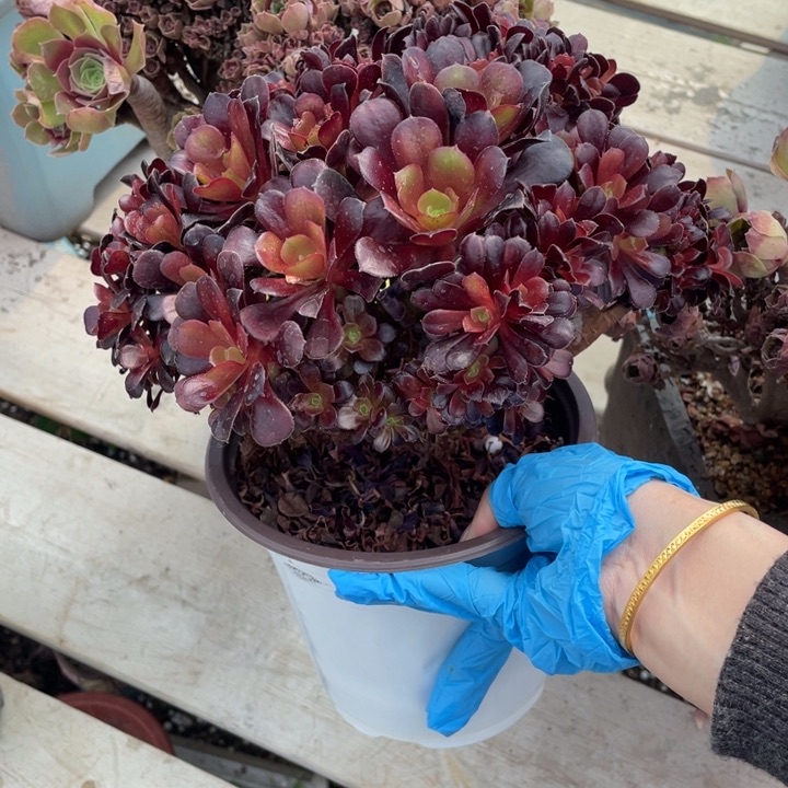 带伤多肉多汁了一下午也太好吃惹