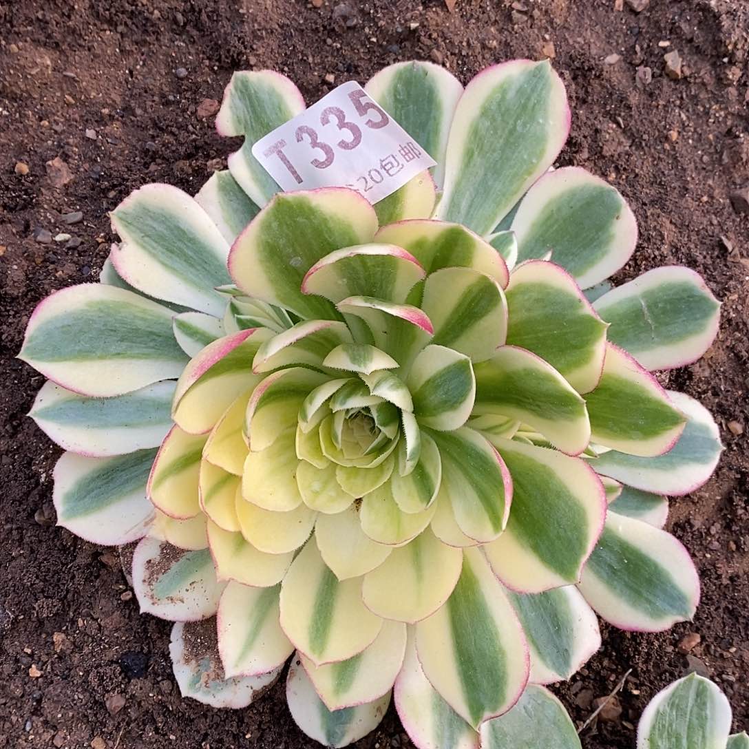 335海王多肉植物偏崽