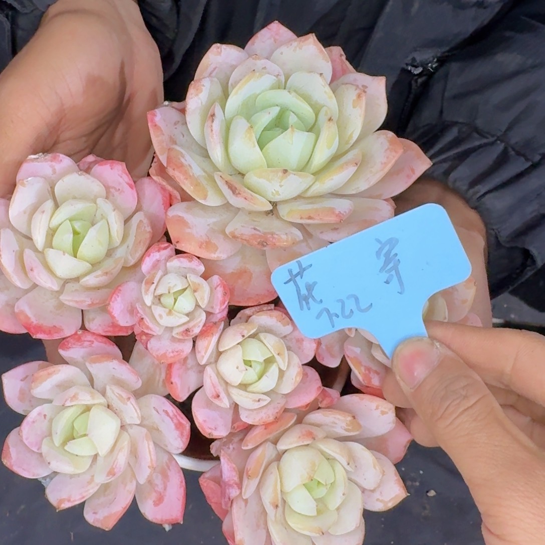 多肉植物的生长发育和