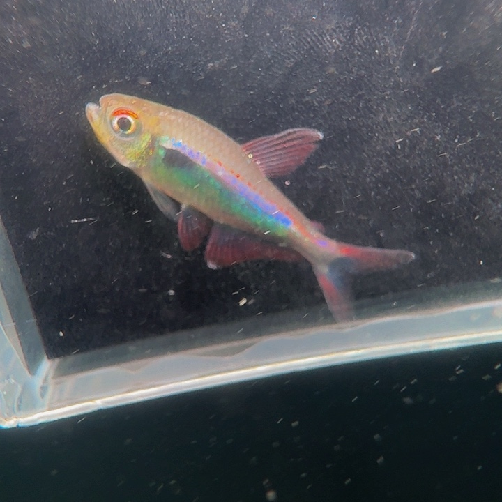 灯科鱼左下缸14号魅影幻日3厘米一条