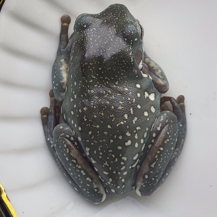 老爷树蛙24h蓝子代06号