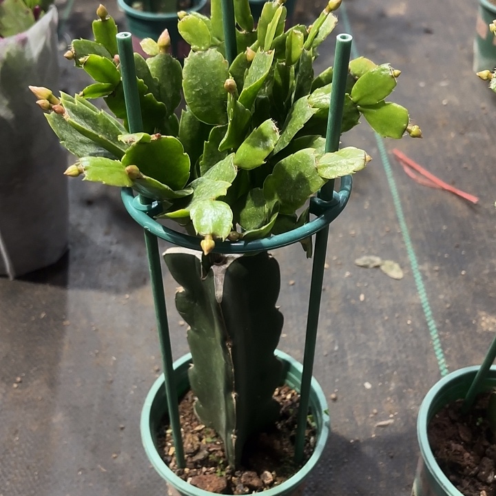 阿***^当前无花栽培后可以开花