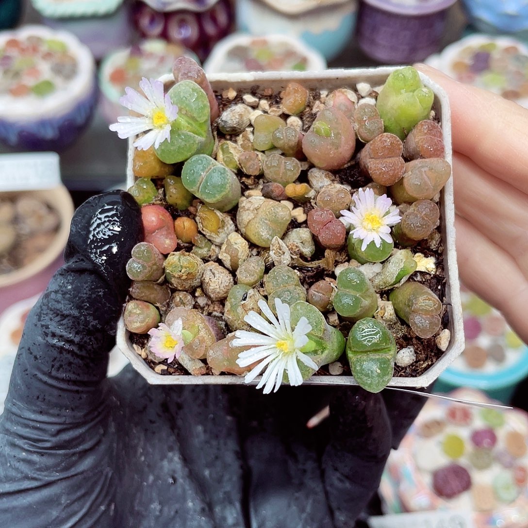 生石花满18包邮1112-177