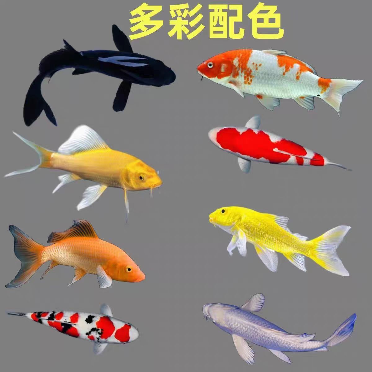 中国红淡水观赏鱼锦鲤鱼金鱼蝴蝶鲤小型红鲤鱼纯种小鱼苗锦鲤混养