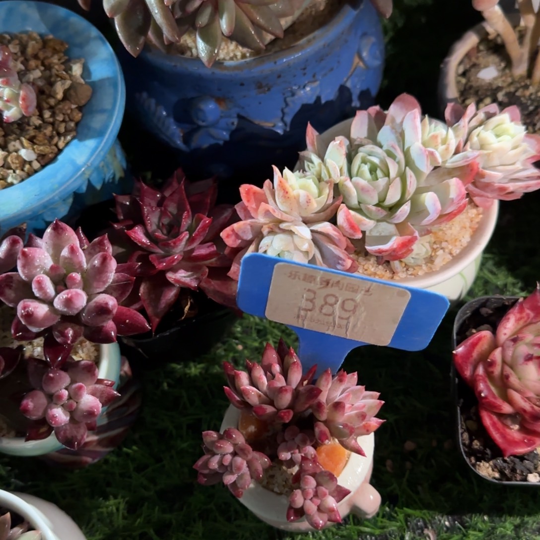 向****多肉植物车厘子带棚带土