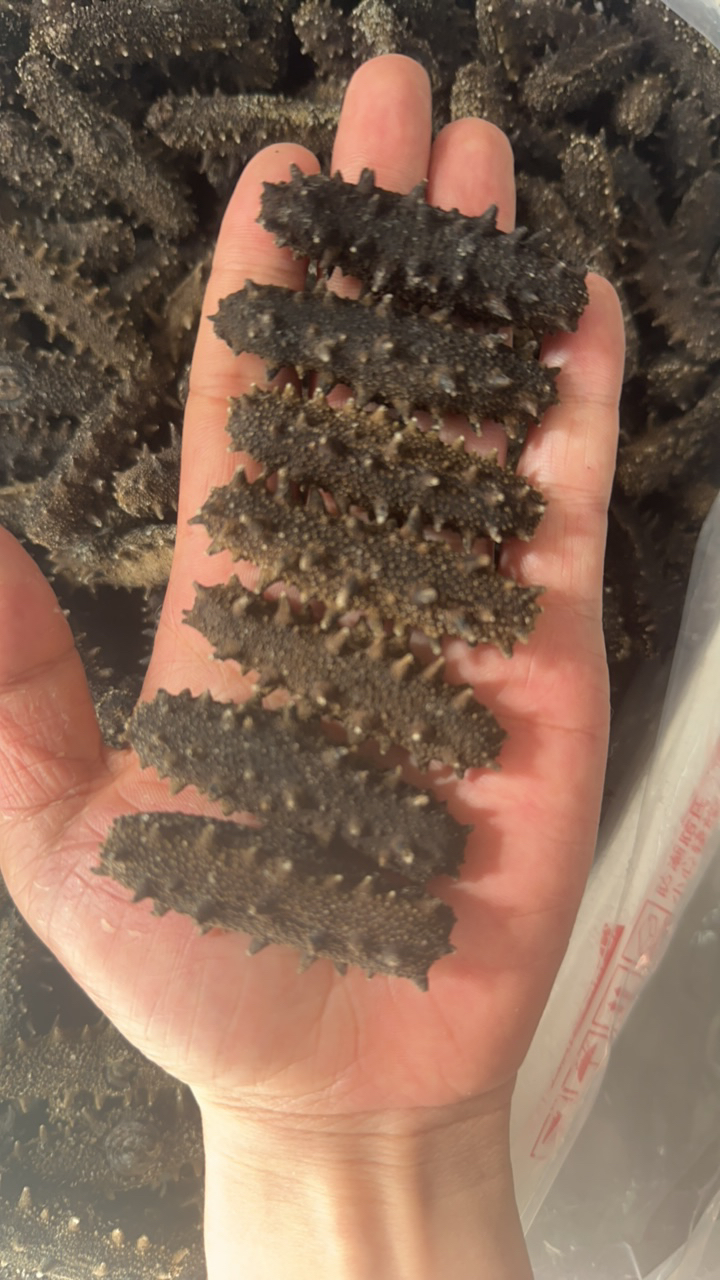 淡干精品海参100头高品质