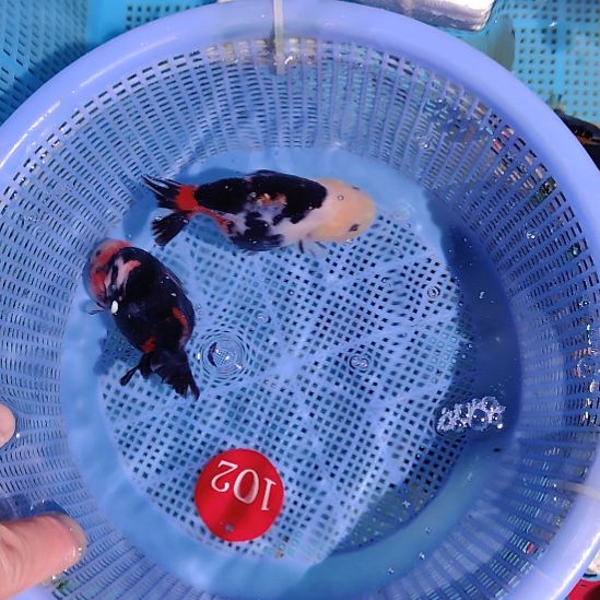 金鱼102兰寿两只特价顺丰包邮