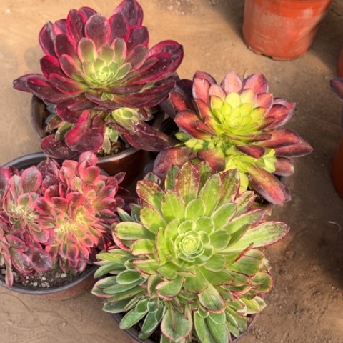 601多肉植物组合