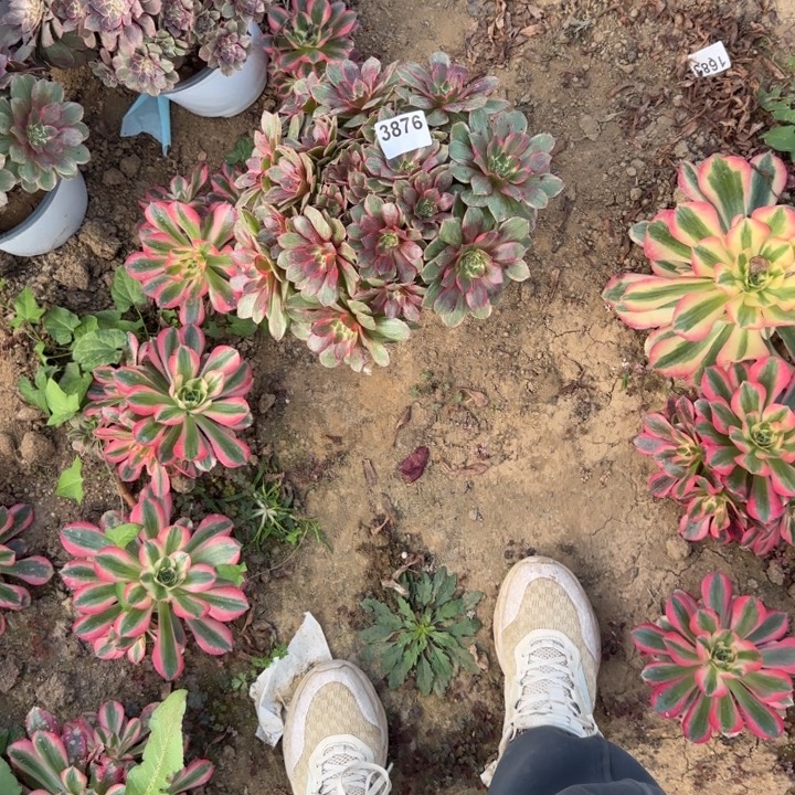 3876 莲花清棚处理不包断枝