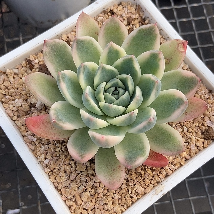 阿尔巴佳人锦多肉