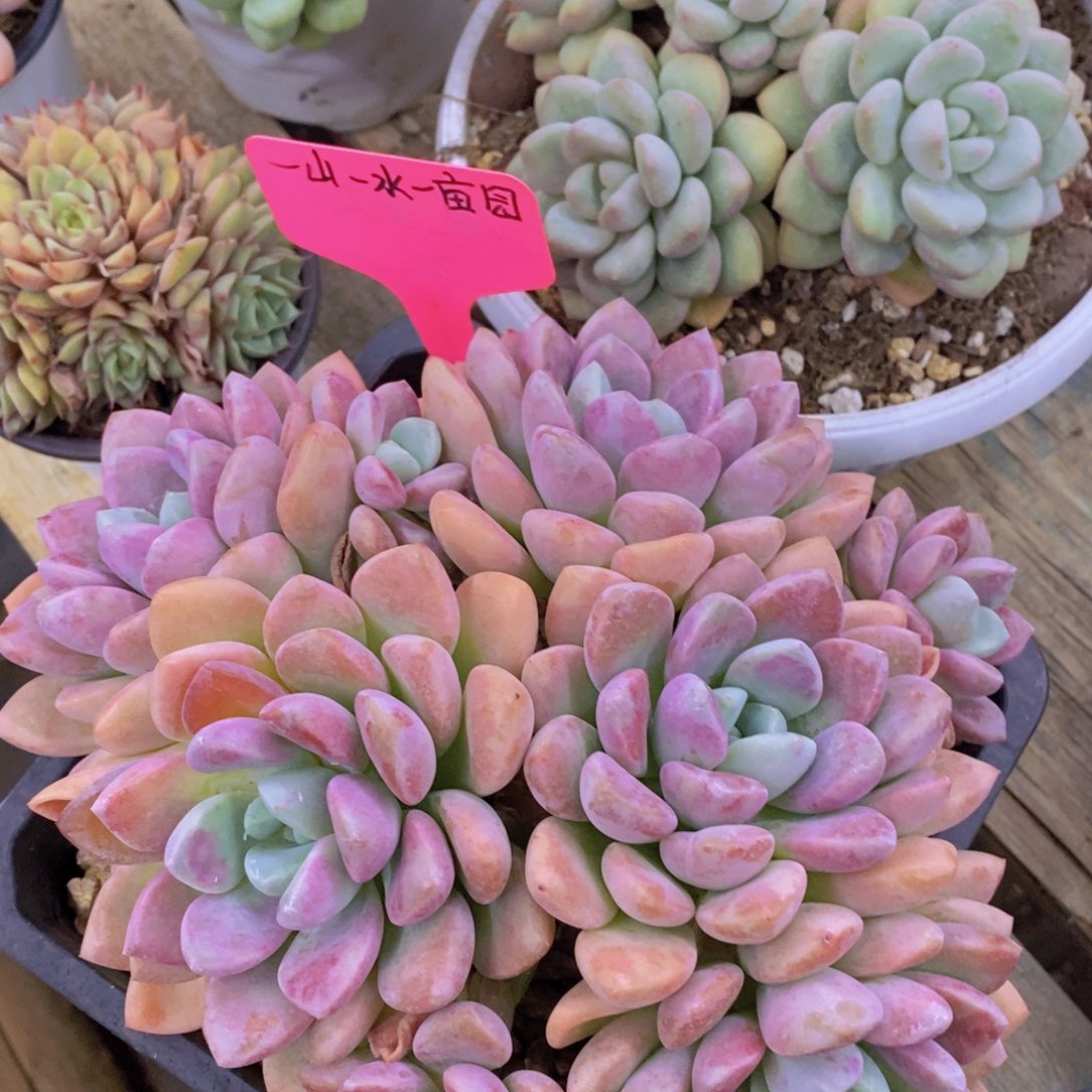 开心多肉，清货场1